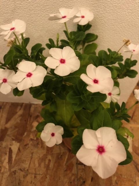 image0 (24).jpeg